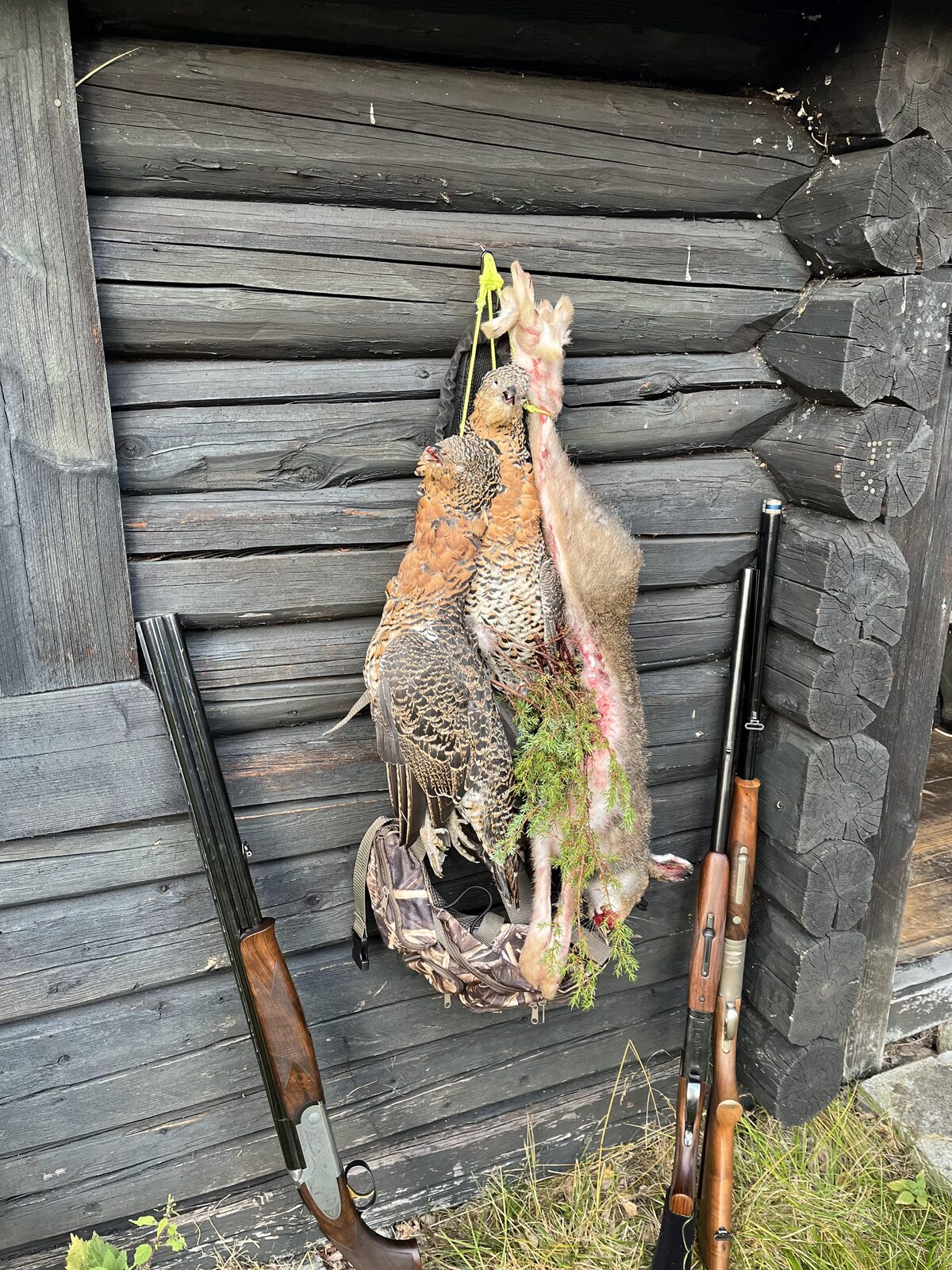 Felt småvilt og hagler ved en tømmerhytte