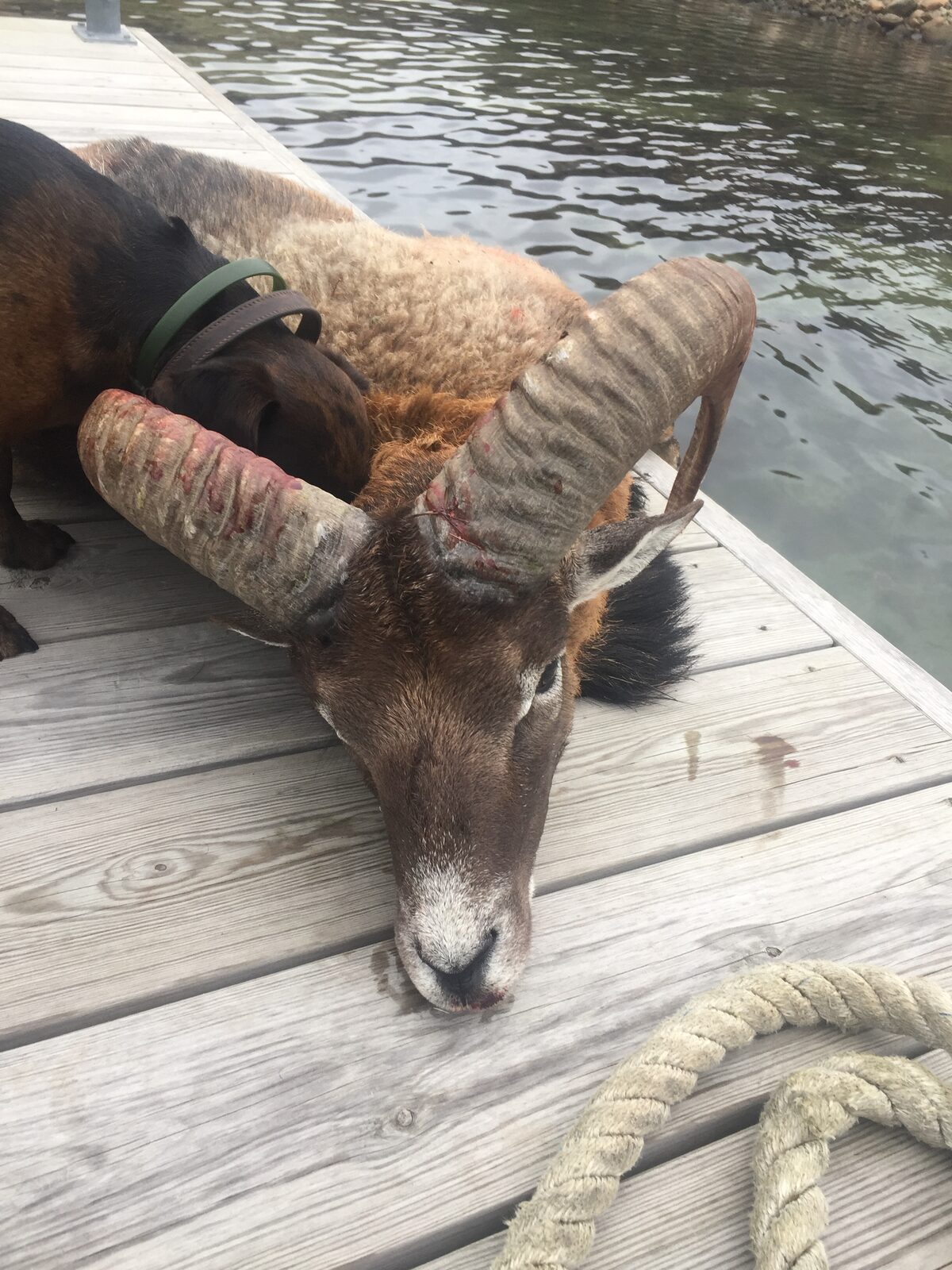 Felt mouflon på en brygge ved vannet